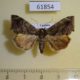 61854p Noctuidae Acontia olivescens Uganda $9