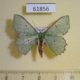 61856p Geometridae Victoria immunifica Uganda $7
