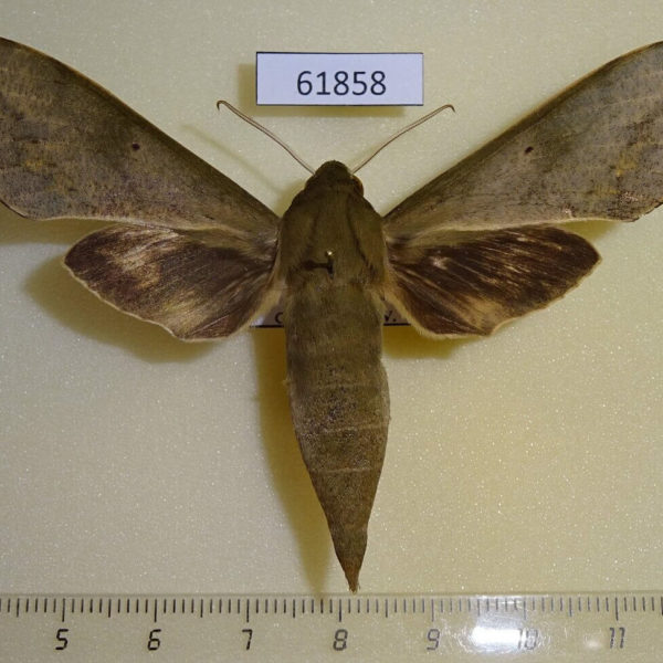 Sphingidae Theretra jugurtha Uganda