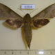 61858p Sphingidae Theretra jugurtha Uganda $13