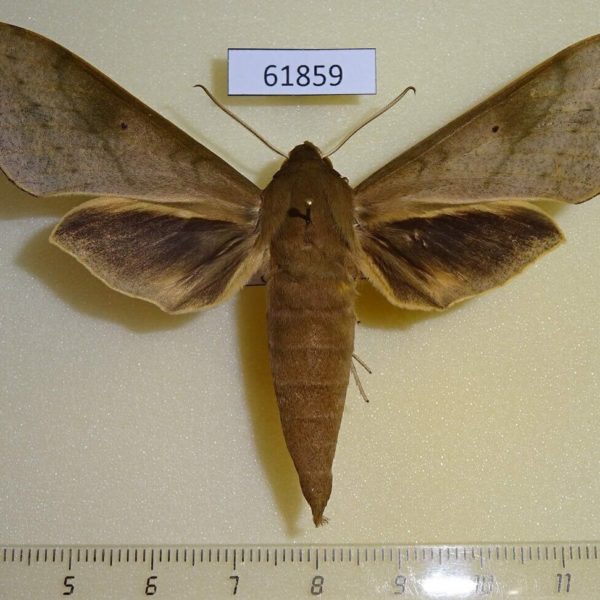 Sphingidae Theretra jugurtha Uganda