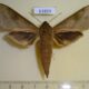 61859p Sphingidae Theretra jugurtha Uganda $17