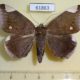 61863p Noctuidae Achaea jamesoni Uganda $25