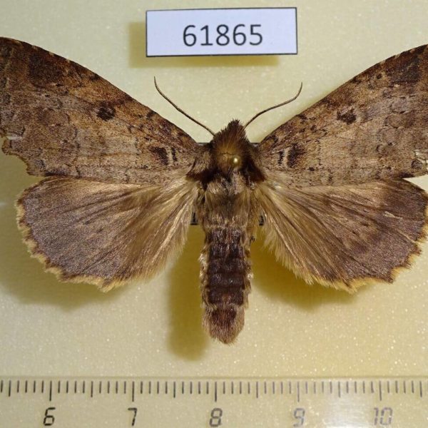 Notodontiidae Alenophalera sp. Uganda