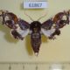 61867p Noctuidae Caligatus venustissima f Uganda $15