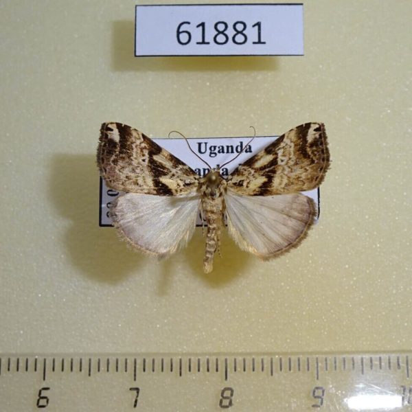 Noctuidae sp. Uganda