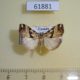 61881p Noctuidae sp. Uganda $8