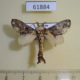 61884p Lasiocampidae Odontocheilopteryx sp. haribda Uganda $15