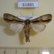 61885p Noctuidae Crionica cervicornis Uganda $10