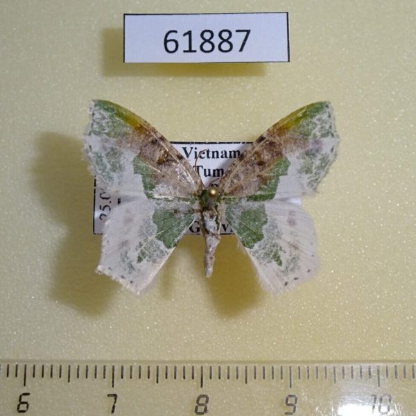 Geometridae Eucyclodes semialba Vietnam