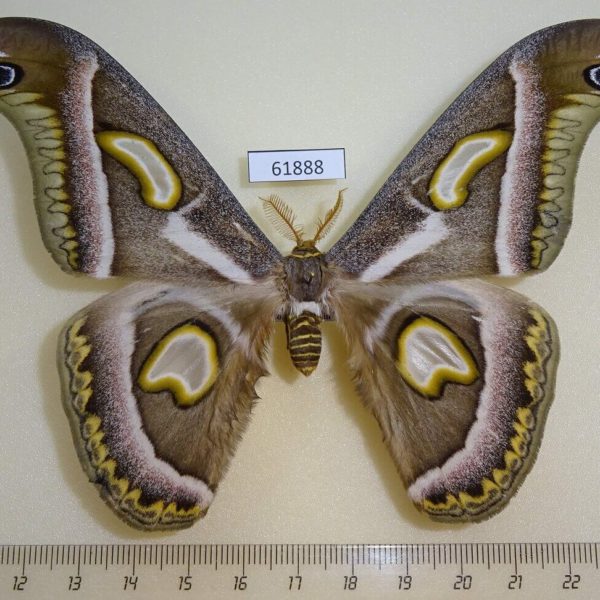 Saturniidae Epiphora rectifascia watulegei Uganda