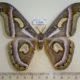 61888p Satirniidae Epiphora rectifascia watulegei Uganda $30