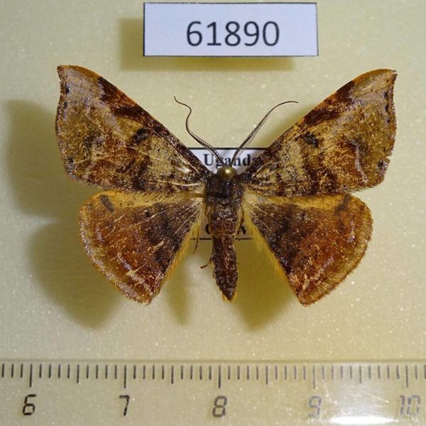Geometridae Metallospora catori Uganda