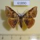 61890p Geometridae Metallospora catori Uganda $5