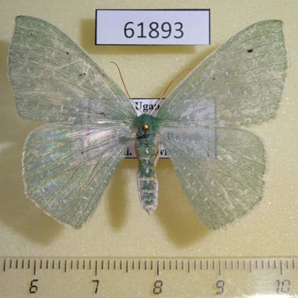 Geometridae Prasinocyma sp. albinotata f Uganda