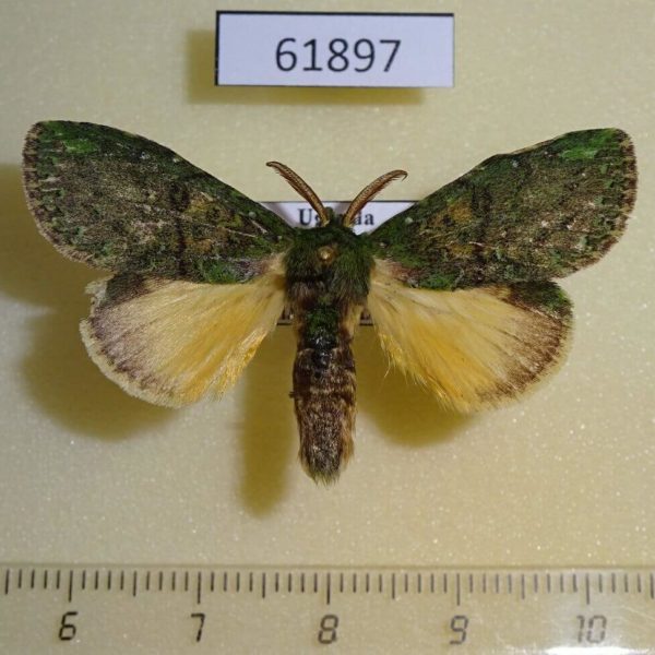 Notodontiidae Enomotarcha adversa Uganda