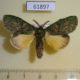 61897p Notodontiidae Enomotarcha adversa Uganda $8