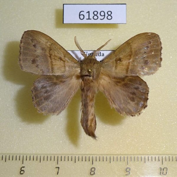 Lasiocampidae Leipoxais marginepunctata Uganda