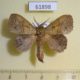 61898p Lasiocampidae Leipoxais marginepunctata Uganda $20