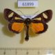 61899p Noctuidae Agoma trimenii Uganda $17