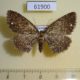 61900p Geometridae Hypomecis nessa f Uganda $6
