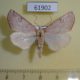 61902p Geometridae Terpnostola propinqua Uganda $9