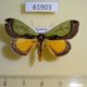 61903p Noctuidae Tuerta chrysochlora Uganda $14
