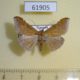 61905p Noctuidae Euippodes euprepes Uganda $8