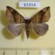 61914p Noctuidae Dysgonia humilis Uganda $8