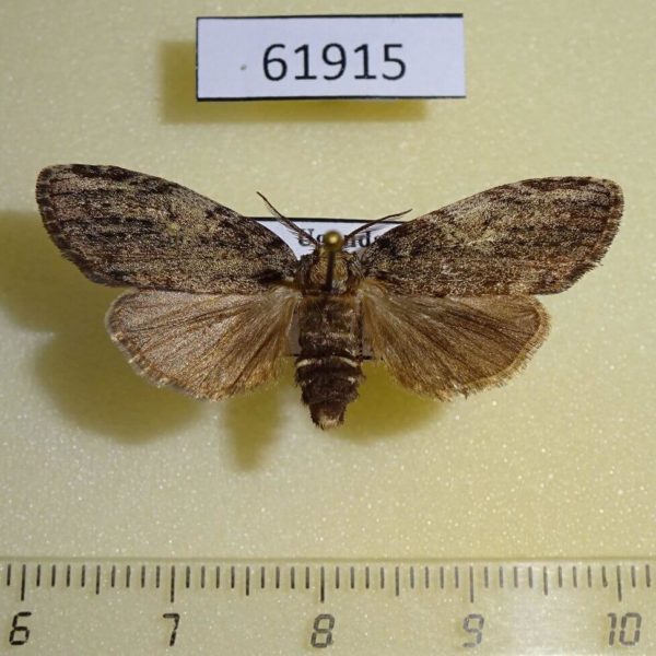 Notodontiidae sp. Uganda