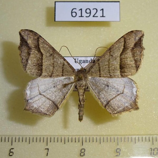Geometridae Chiasmia curvilineata Uganda