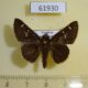 61930p Hesperidae Chondrolepis leggei Uganda $10