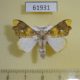 61931p Lymantridae Lomadonta erythrina Uganda $14