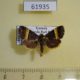61935p Noctuidae Ozarba sp. abscissa Uganda $12