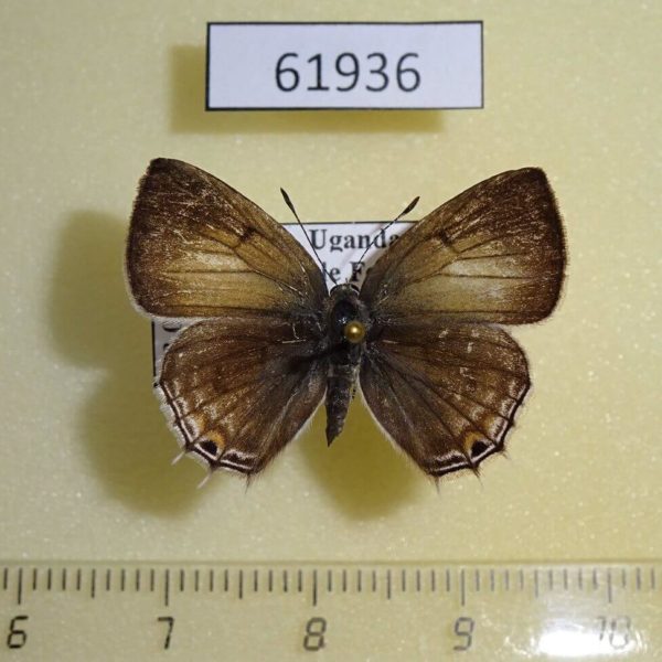 Lycaenidae Anthene sp. ukerewensis Uganda