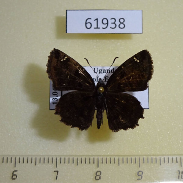 Hesperiidae Spialia dromus Uganda