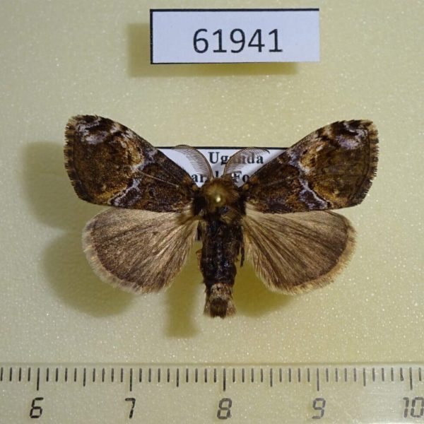 Lymantridae Dasychira ocellifera Uganda