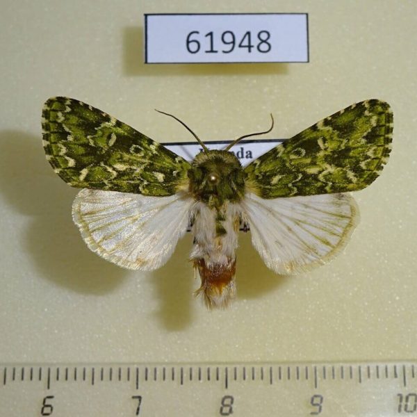 Noctuidae Nyodes brevicornis Uganda