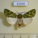 61948p Noctuidae Nyodes brevicornis Uganda $10