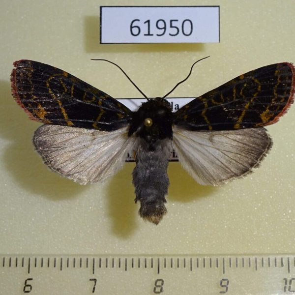 Noctuidae Apospasta rhodina Uganda