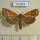 61951p Noctuidae Anomis luperca Uganda $7