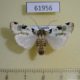 61956p Noctuidae Mentaxya sp. strictirena Uganda $12