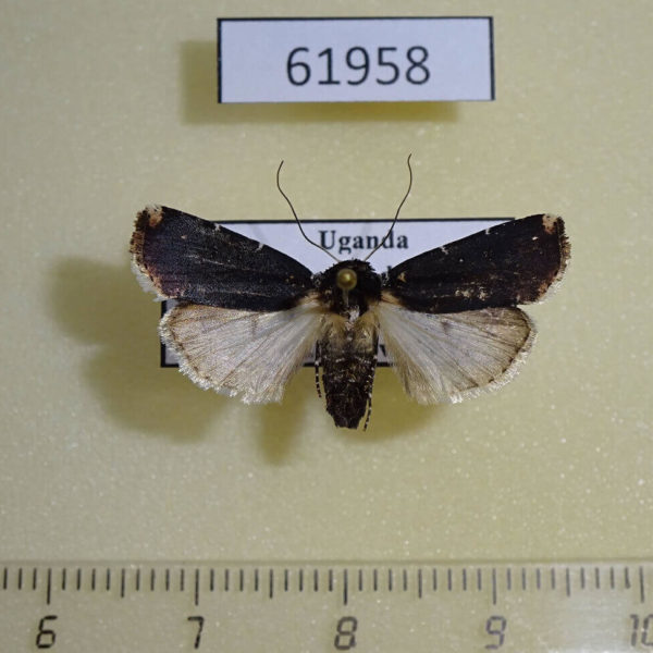 Noctuidae Hermonassoides panconita Uganda