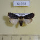 61958p Noctuidae Hermonassoides panconita Uganda $9