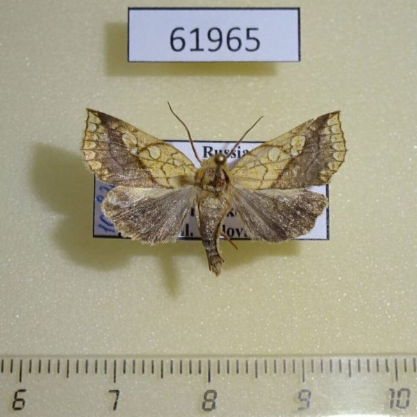 Noctuidae Brachyxanthia zelotypa Khakassia rep.