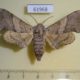 61968p Sphingidae Falcatula falcatus Uganda $12