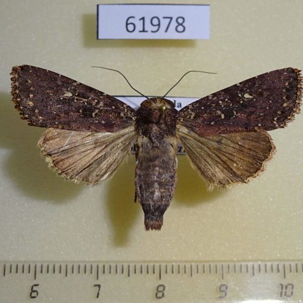 Noctuidae Feliniopsis cailloisi Uganda