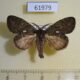61979p Notodontiidae sp. Uganda $7