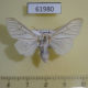 61980p Arctiidae Dubatolovia atrivena Uganda $30