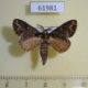 61981p Notodontiidae sp. Uganda $7